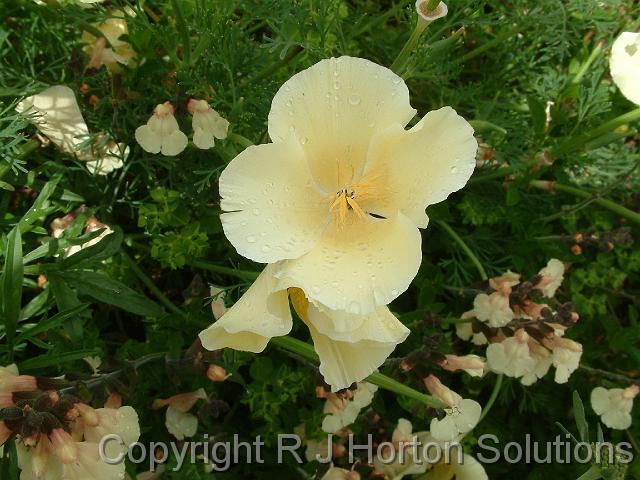 Californian Poppy Cream